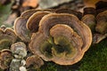 Turkey Tail Mushroom Macro