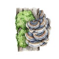 Turkey tail mushroom on a tree trunk with green moss. Watercolor illustration. Trametes versicolor fungus. Turkey tail Royalty Free Stock Photo