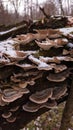 Turkey tail mushroom on a tree trunk. Trametes versicolor medicinal helthcare plant in the forest during autumn