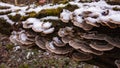 Turkey tail mushroom on a tree trunk. Trametes versicolor medicinal helthcare plant in the forest during autumn