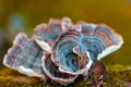 Turkey-tail Mushroom