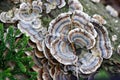 Turkey Tail Mushrooms Royalty Free Stock Photo