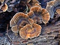 Trametes versicolor, Turkey Tail Mushrooms, common polypore mushroom