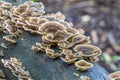 Turkey tail mushrooms, trametes versicolor