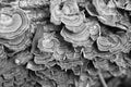 Turkey Tail Mushrooms Trametes versicolor Fungus Black and White Royalty Free Stock Photo