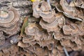 Turkey Tail Mushrooms Trametes versicolor Fungus Royalty Free Stock Photo