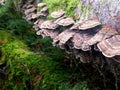 Turkey Tail Mushrooms - Trametes versicolor