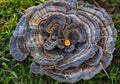 Turkey Tail Mushrooms on a Tree