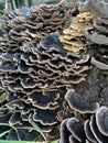 Turkey tail trametes versicolor fungus growing on a tree Royalty Free Stock Photo