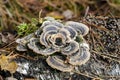 Turkey tail growing in forest