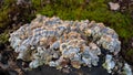 Turkey Tail Trametes versicolor mushroom growing on a decaying stump. A cluster of vibrant blue and yellow mushrooms growing in Royalty Free Stock Photo