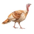 A Turkey Thanksgiving Bird on a white background Royalty Free Stock Photo