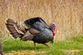 Turkey Tom Royalty Free Stock Photo