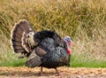 Turkey Tom Royalty Free Stock Photo