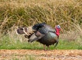 Turkey Tom Royalty Free Stock Photo