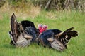 Turkey Tom Royalty Free Stock Photo