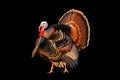 Turkey tom strutting Royalty Free Stock Photo