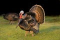 Turkey tom strutting Royalty Free Stock Photo