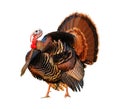 Turkey Tom strutting his stuff Royalty Free Stock Photo