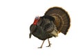 Turkey tom strutting isolated on white Royalty Free Stock Photo