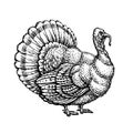 Turkey, turkeycock hand drawn sketch. Vintage Vector illustration Royalty Free Stock Photo