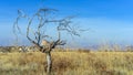 tree in the field. Royalty Free Stock Photo