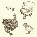 Turkey variety and poult set, sketch in pop art style