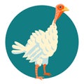 Turkey vector illustration