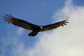 Turkey vulture