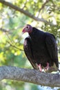 Turkey vulture