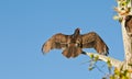 Turkey Vulture