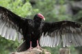 Turkey vulture Royalty Free Stock Photo