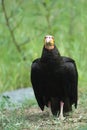 Turkey vulture Royalty Free Stock Photo