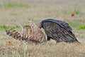 Turkey Vulture