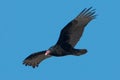 Turkey Vulture