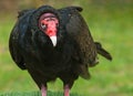 Turkey Vulture Royalty Free Stock Photo