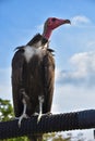 Turkey Vulture observes something intensely