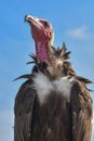 Turkey Vulture observes something intensely