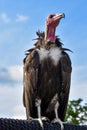 Turkey Vulture observes something intensely