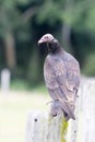 Turkey vulture Royalty Free Stock Photo