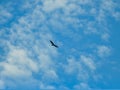 Turkey Vulture Bird High in Cloudy Vibrant Blue Sky with Full Wing Span Royalty Free Stock Photo