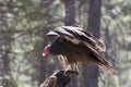 Turkey Vulture Bird Landing on Tree