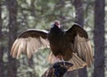 Turkey Vulture Bird Sunning On Tree