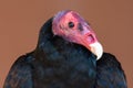 A turkey vulture or buzzard Cathartes aura very close up head shot showing off pink head and white beak along with black Royalty Free Stock Photo