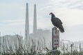 Turkey Vulture Buzzard Condor ready to take flight. Sitting on a No Parking Sign. Industry in the background California Pacific