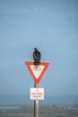 Turkey Vulture Buzzard Condor ready to take flight. Sitting on a Street Yield Sign. California Pacific Ocean