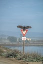 Turkey Vulture Buzzard Condor ready to take flight. Sitting on a Street Yield Sign. California Pacific Ocean