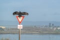 Turkey Vulture Buzzard Condor ready to take flight. Sitting on a Street Yield Sign. California Pacific Ocean