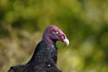 Turkey vulture, cathartes aura