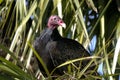 Turkey vulture, cathartes aura Royalty Free Stock Photo
